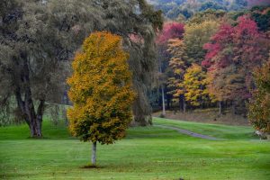 Colors of Autumn